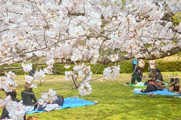 お花見コンパにお呼ばれ、しかし実際は…