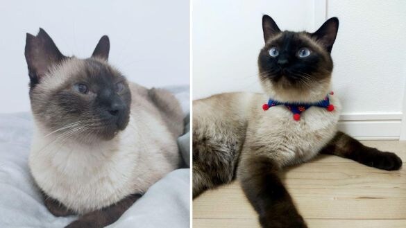  どちらもシャム風猫のニッキくん（左）とポヌ吉くん