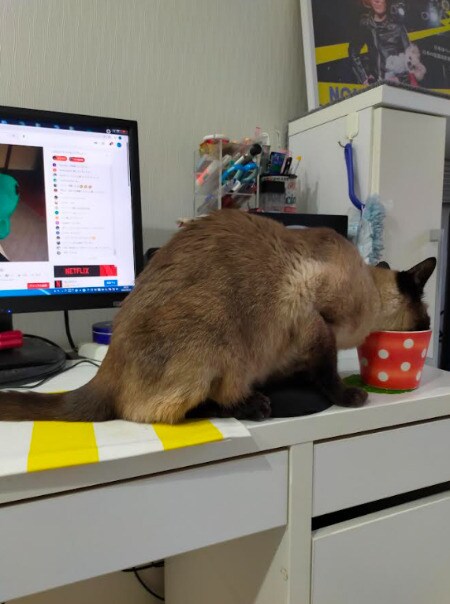  飼い主さんが水を飲んでいる時には強奪することも…！