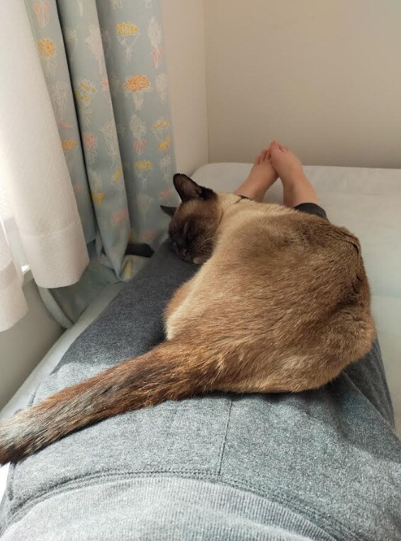  初対面の人の膝にも乗るほど、人間好きだった