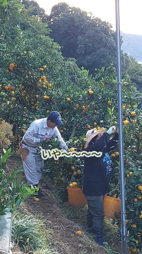 斜面45度くらいの坂で収穫する