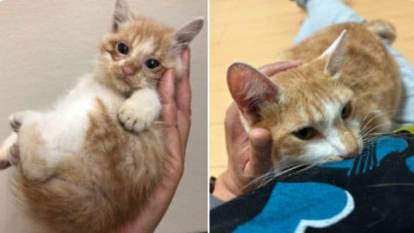  手のひらサイズだった保護当初（左）から立派な成猫へ