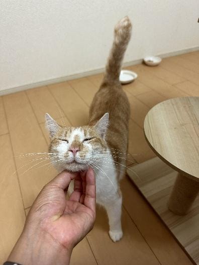 がちゅんくん