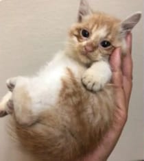 自販機の裏に挟まっていた子猫を救助！→4年後の“立派に成長したお姿”が尊すぎる…！