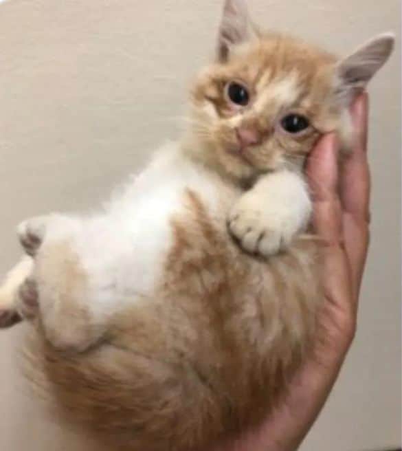 自販機の裏に挟まっていた子猫を救助！→4年後の“立派に成長したお姿”が尊すぎる…！