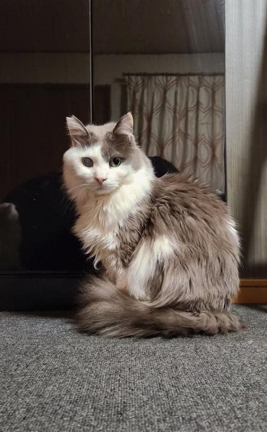  同居猫もんじゃちゃん