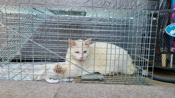 行き場を失ったガリガリの白猫を保護→数年後の“ふくふくなお姿”が素敵「目つきは鋭いけど実は…」