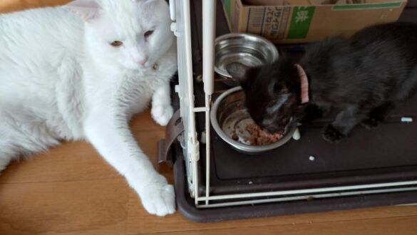  後輩猫をそばで見守ってくれることも