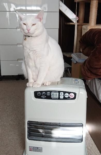 保護ネコ