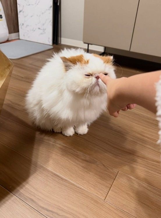 エキゾチックロングヘアー　もけもけくん