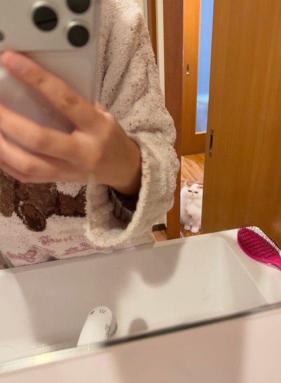 エキゾチックロングヘアー　もけもけくん