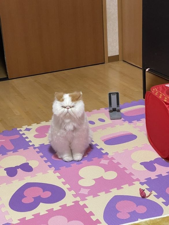 「猫のお尻の穴みたい…!!」味わい深いお顔のにゃんこに一目惚れ。“仙人顔”なのに中身は甘えん坊で愛くるしい