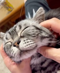 「頭が真っ白に」急性悪性リンパ腫で余命2ヶ月のはずが…7年元気に生き続ける猫エギルくんの不思議
