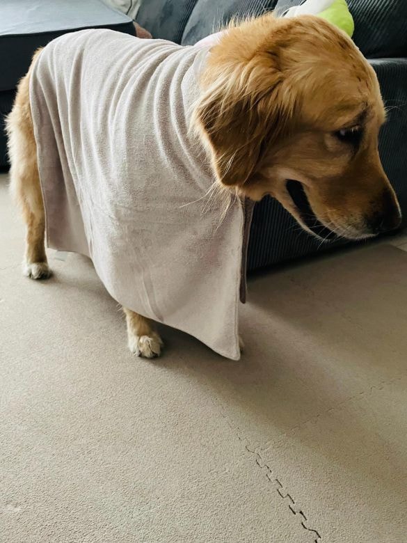  巻きタオルを着た愛犬リリー