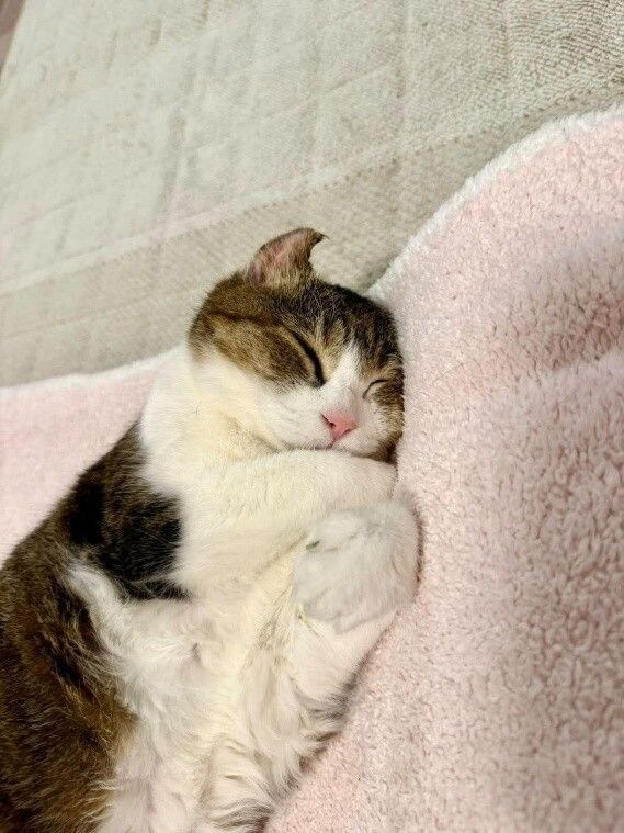 26歳　ポポちゃん