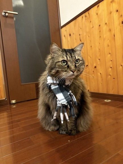  14歳11ヶ月のニャン生を生き切った、ポポくん