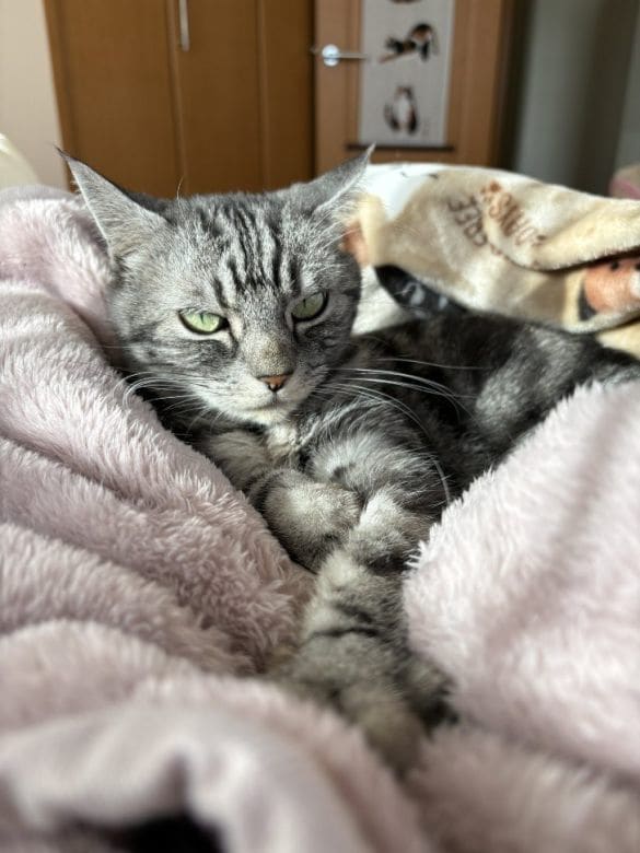  同居猫のソラちゃん