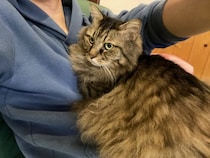 「もっと何かできたのでは」自責の念を抱えながら。ガン闘病の愛猫を看取った飼い主がたどり着いた、後悔なき供養の形