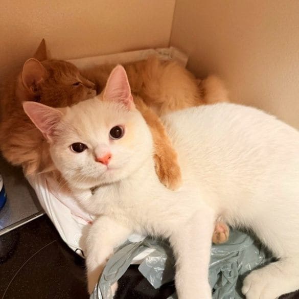  ストーカー猫でもあった、長毛種のココちゃん（奥）