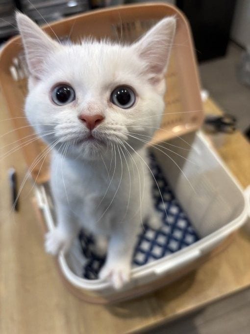 「名前は“おしっこ垂れ吉”にするわ」毎日、布団で粗相する猫を飼い主さんが愛してやまないワケ