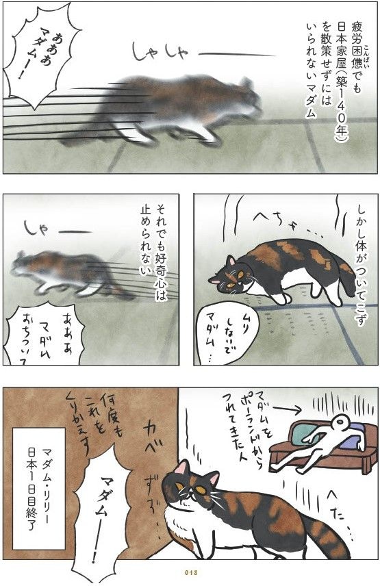 マダム猫の古民家暮らし