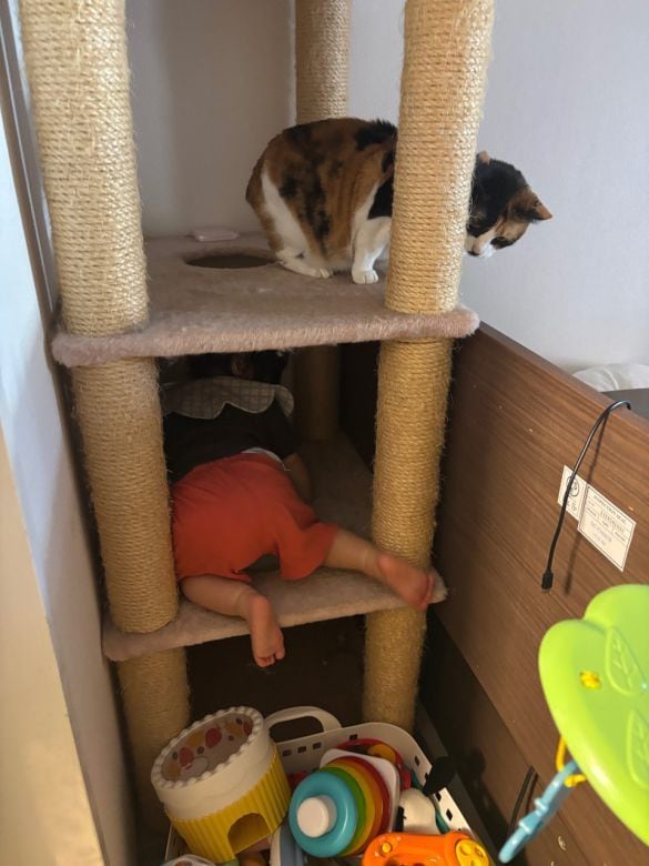  キャットタワーに登る息子