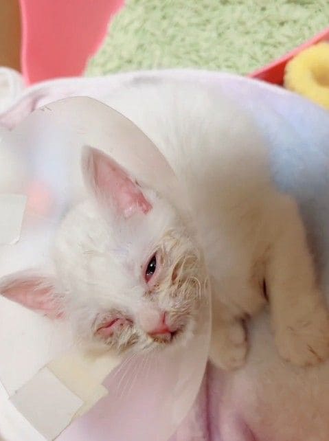 ミルクボランティア　子猫