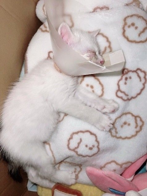 ミルクボランティア　子猫