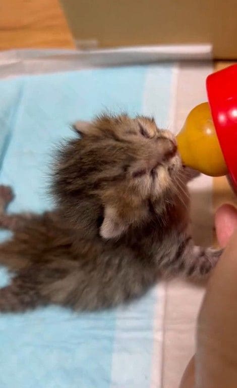 ミルクボランティア　子猫