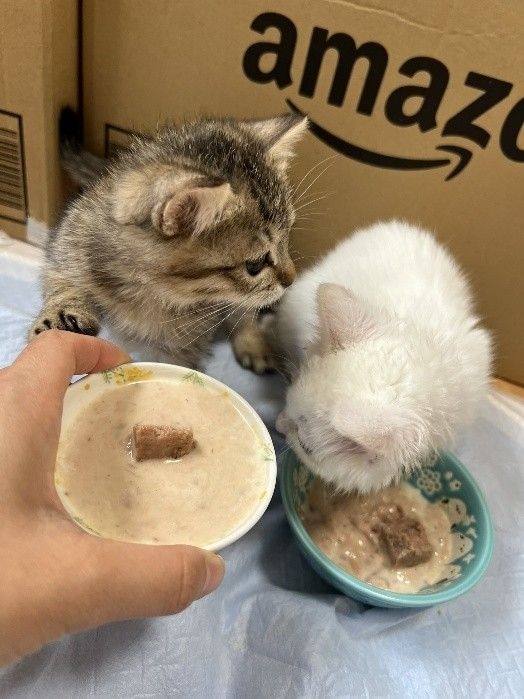 ミルクボランティア　子猫