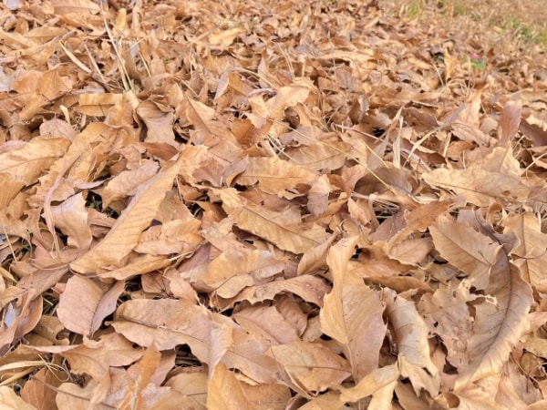 秋キャンプを120％楽しむ秘訣と快適に過ごすためのポイントを徹底解説