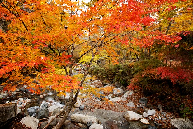 天然温泉や紅葉狩りが楽しめる！秋に絶対に行きたいキャンプ場まとめ