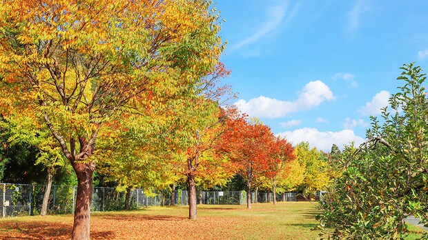 天然温泉や紅葉狩りが楽しめる！秋に絶対に行きたいキャンプ場まとめ
