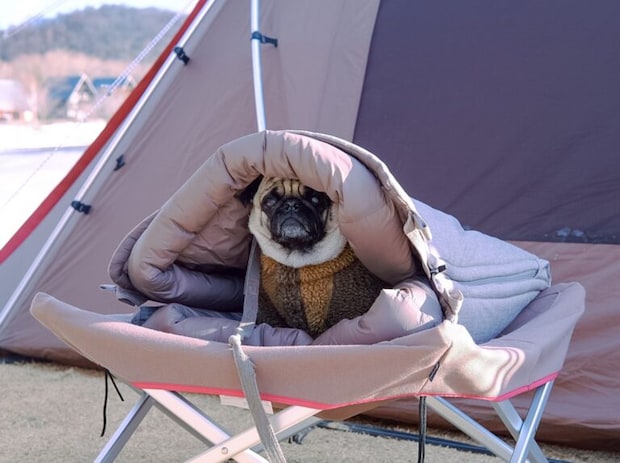 地面からの冷気が危険。愛犬を守る犬用シュラフ5選