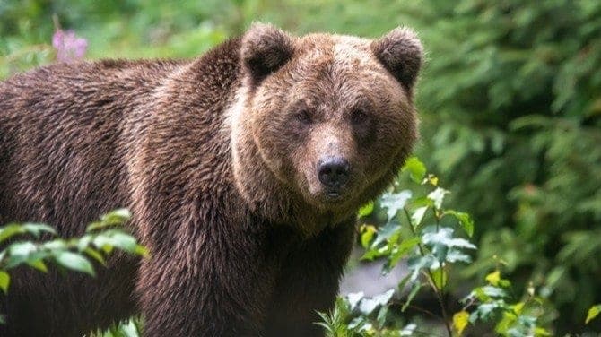 「ライフルを使ってクマを駆除するのか?」自衛隊出動で“クマ擁護派”が役所に勘違いクレーム、「殺すな」と「お前らが駆除をしっかりしないから…」の板挟みにも苦悩