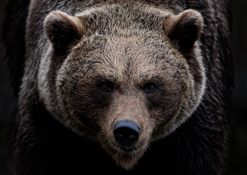 決死の体当たりでヒグマを撃退した82歳女性から学ぶべきこと…積丹町「副議長VS猟友会」収束も、人間が争っている場合なのか？