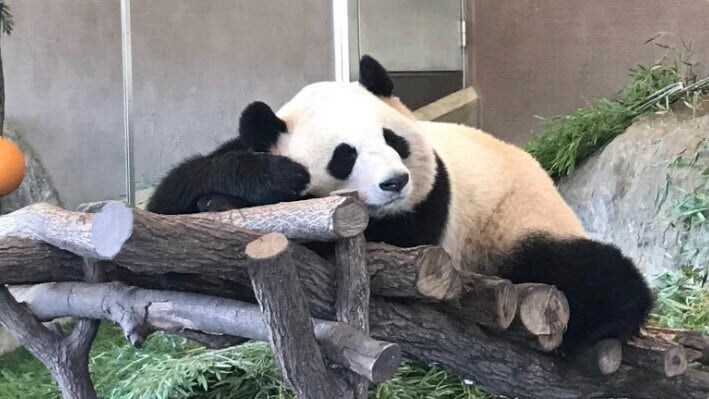 日中関係悪化で「会いに行けない」…和歌山“浜家パンダロス”に揺れるファンたちの本音