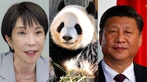 〈54年ぶりにゼロパンダ時代へ〉「日中友好の証しなので当分、来ません」パンダ外交断絶の真相「習近平に話を通せる政治家も外交官も日本にいない」