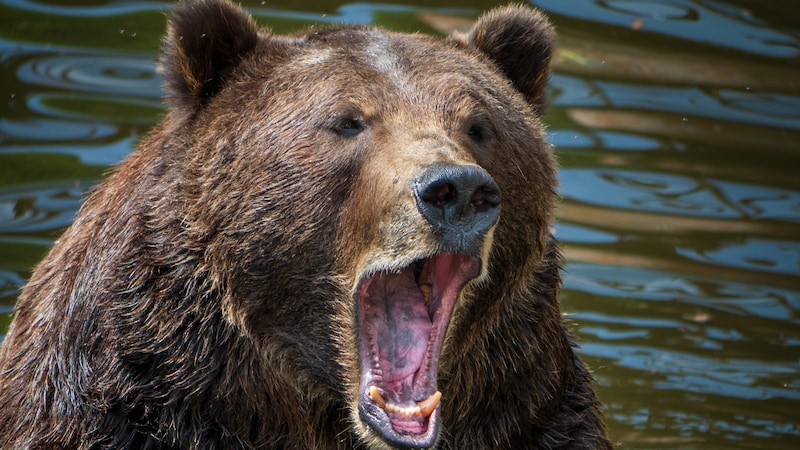 なぜ私たちはクマ被害の報道から目を離せないのか…心理学が明かす「過剰な恐怖」の正体