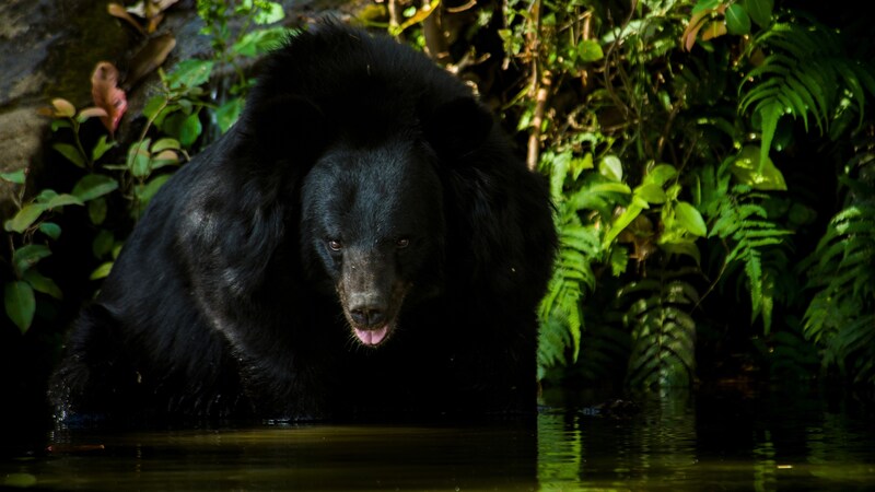 「でけぇ爪だよ、皮膚があんな裂け方するのは…」クマに背後から頭部を切り裂かれた72才釣り人が語る恐怖の瞬間