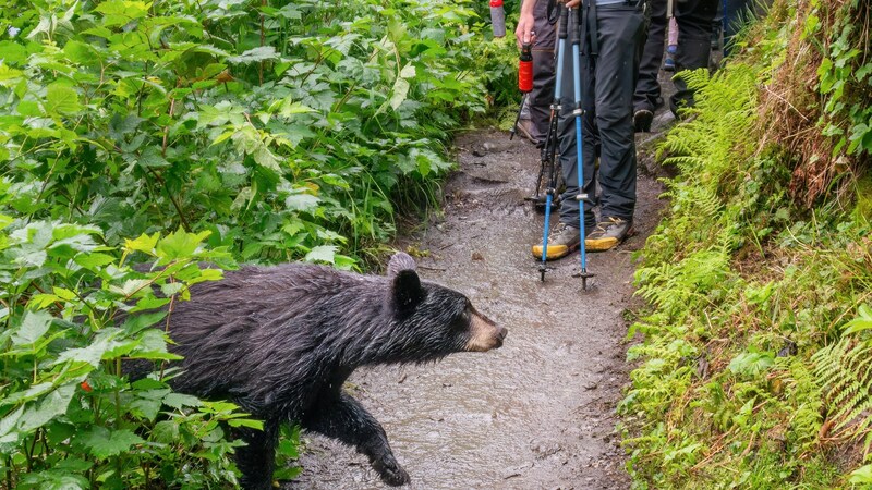 「クマが顔を狙うのは、急所として認識しているから」被害を最小限に抑えるための方法を専門家が解説