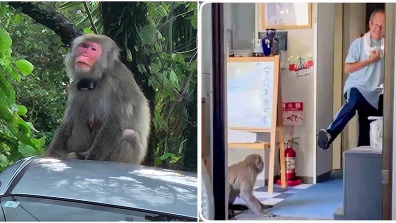 「キキキッ」ドアを開けて部屋に侵入、風呂にも入る“進化系サル”の恐怖の現場に密着〈湯河原・サル被害悪化〉