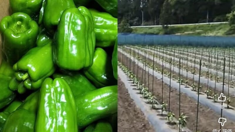 失踪したベトナム人技能実習生13人を住み込みで働かせた中国籍のピーマン農場主（36）を逮捕…地方で広がる“闇の受け皿”の実態〈岩手〉