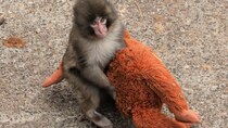 「パンチくんはイジメられている」「海外の愛護団体からも連絡が」世界的人気の子ザルに異常事態…ガセ、寄付金詐欺、無許可グッズ販売も　市川市動植物園も困惑