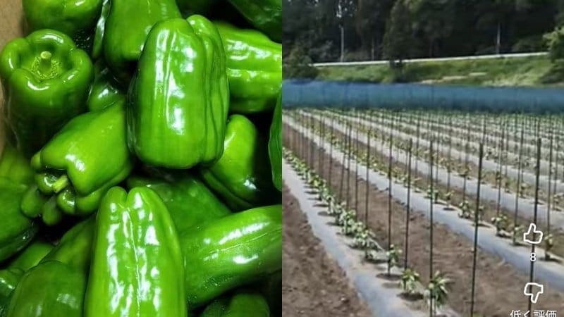 失踪したベトナム人技能実習生13人を住み込みで働かせた中国籍のピーマン農場主（36）を逮捕…地方で広がる“闇の受け皿”の実態〈岩手〉【2026年3月ニュース記事5位】