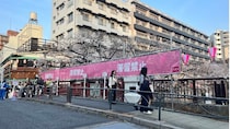 なぜ中目黒は「立ち止まれない桜名所」になったのか…300万人が押し寄せた“偶発的発展”の光と影