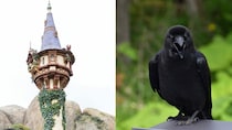 「2羽のカラスに襲われている」東京ディズニーシーでラプンツェルに起きた衝撃ハプニング…消えたプリンセス、運営は「本日4月2日も塔の中に隠れたままの状態となります」【2026年4月ニュース記事4位】