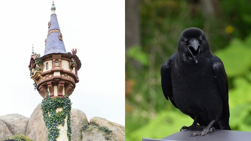 「2羽のカラスに襲われている」東京ディズニーシーでラプンツェルに起きた衝撃ハプニング…消えたプリンセス、運営は「本日4月2日も塔の中に隠れたままの状態となります」【2026年4月ニュース記事4位】