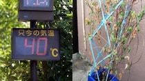 「今さら何を観察しろと？」朝顔、ミニトマトが猛暑で夏休み前に力尽きる…小学生の宿題に異変「教材としてうまく育てるのが難しい状況にある」と専門家、保護者も困惑