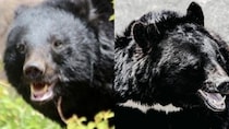 《クマ溺死に岩手県が指導》「銃だと家畜が驚いて農家も嫌がる…」“安全考慮”だけではない町の事情と相次ぐ苦情電話…今後の対策は？